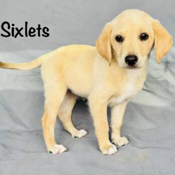 Sixlets -  Yellow Labrador Retriever Dog for Adoption in Grand Junction, Colorado - Sixlets | PetCurious