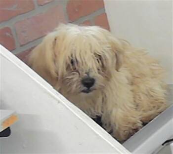 Maltese and Mixed Breed Dogs Available for Adoption in Houston, Texas - A2077966 | PetCurious