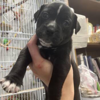 Howlite -  Mixed Breed Dog for Adoption in Chattanooga, Tennessee - Howlite | PetCurious