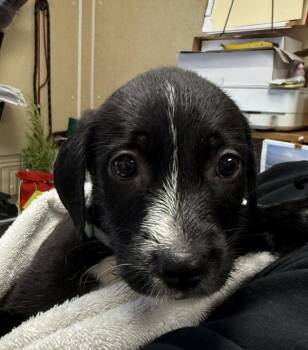 Labradoodle Dogs Available for Adoption - Thin Mint | PetCurious