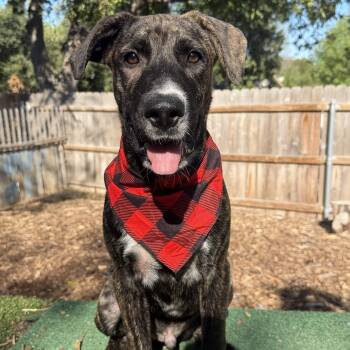 Cameron -  Mastiff Dog for Adoption in Austin, Texas - Cameron | PetCurious