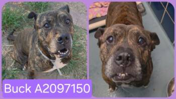 BUCK -  Mastiff and Mixed Breed Dog for Adoption in Houston, Texas - BUCK | PetCurious