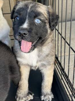Rescue Husky and Mixed Breed Dogs for Adoption in Gilbert, South Carolina - Harper | PetCurious