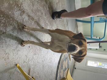 Moose -  Beagle Dog for Adoption in Fayetteville, West Virginia - Moose | PetCurious