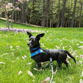 Dachshund Dogs Available for Adoption in Woolwich, Maine - Little Bro | PetCurious