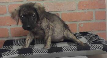 A2090635 -  Labrador Retriever and Mixed Breed Dog for Adoption in Houston, Texas - A2090635 | PetCurious