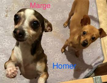 Rescue Chihuahua Dogs for Adoption in Albuquerque, New Mexico - Marge | PetCurious