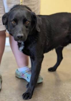 Rescue Labrador Retriever and Mixed Breed Dogs for Adoption in La Harpe, Kansas - Weston | PetCurious