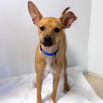 Eddie -  Mixed Breed Dog for Adoption in Medford, Oregon - Eddie | PetCurious