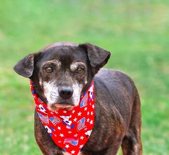 Dachshund Dogs Available for Adoption - Tiny | PetCurious