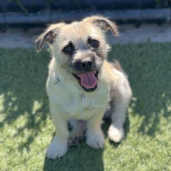Pug and Cairn Terrier Dogs Available for Adoption - Tomato A2256006 | PetCurious