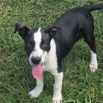 Elain -  Catahoula Leopard Dog Dog for Adoption in Tylertown, Mississippi - Elain | PetCurious