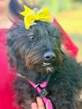 Schnauzer and Poodle Dogs Available for Adoption - Annie | PetCurious