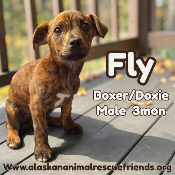 Fly -  Dachshund and Boxer Dog for Adoption in Anchorage, Alaska - Fly | PetCurious
