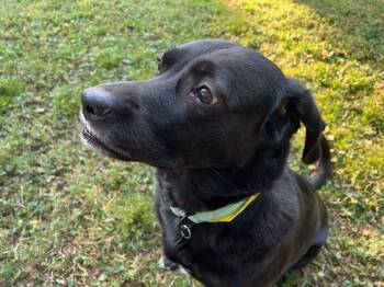Rescue Labrador Retriever Dogs for Adoption in Broken Arrow, Oklahoma - ONYX | PetCurious