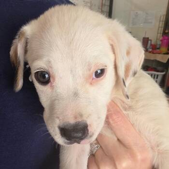 Octavia -  Mixed Breed Dog for Adoption in Leander, Texas - Octavia | PetCurious
