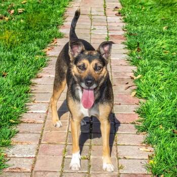 SUGAR -  Beagle and Mixed Breed Dog for Adoption in St. Louis, Missouri - SUGAR | PetCurious