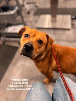 Lilo -  Beagle and Pit Bull Terrier Dog for Adoption in Pottsville, Pennsylvania - Lilo | PetCurious
