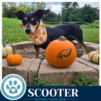 Scooter 091226 -  Dachshund and Chihuahua Dog for Adoption in Kimberton, Pennsylvania - Scooter 091226 | PetCurious
