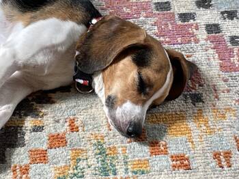 August (Gus) -  Beagle Dog for Adoption in New Albany, Ohio - August (Gus) | PetCurious