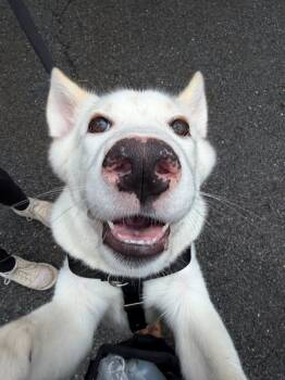 Dennis -  Golden Retriever and German Shepherd Dog Dog for Adoption in Hudson, Massachusetts - Dennis | PetCurious