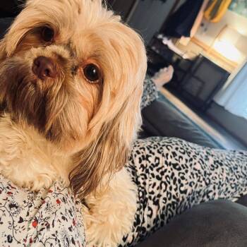 Shih Tzu and Mixed Breed Dogs Available for Adoption - Flopsie | PetCurious