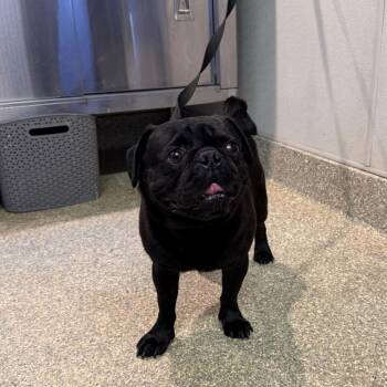 IVHS-Stray-141663 -  Pug Dog for Adoption in San Gabriel, California - IVHS-Stray-141663 | PetCurious