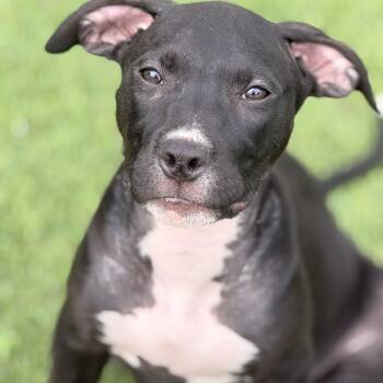 Pit Bull Terrier Dogs Available for Adoption in Wilmington, Illinois - Gizmo | PetCurious