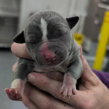 Mixed Breed Dogs Available for Adoption - Miriam | PetCurious