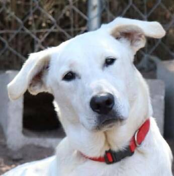 Rescue Labrador Retriever and Anatolian Shepherd Dogs for Adoption in Boerne, Texas - Dasher | PetCurious