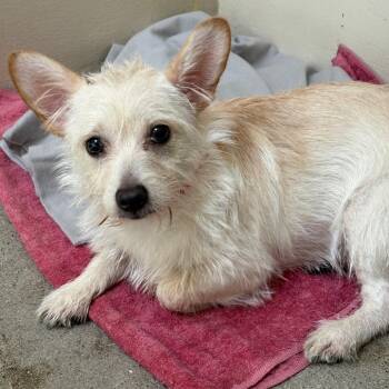 Apple* -  Terrier Dog for Adoption in San Gabriel, California - Apple* | PetCurious