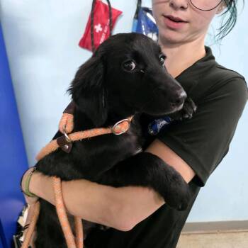 Hugga Bunch -  Dachshund and Mixed Breed Dog for Adoption in St. Louis, Missouri - Hugga Bunch | PetCurious