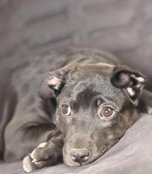 Dobby (Lil Bit) -  Black Labrador Retriever and Black Mouth Cur Dog for Adoption in Wantagh, New York - Dobby (Lil Bit) | PetCurious