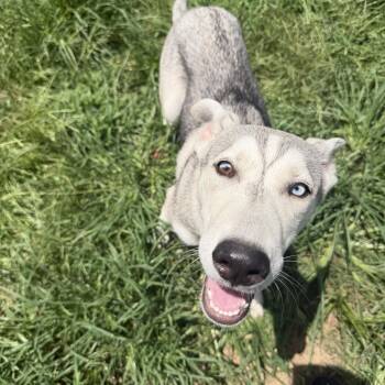 Alpha -  Siberian Husky Dog for Adoption in Sumter, South Carolina - Alpha | PetCurious