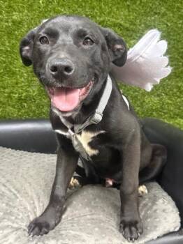 Shepherd and Labrador Retriever Dogs Available for Adoption - Meatball Ready 3/31/26 | PetCurious