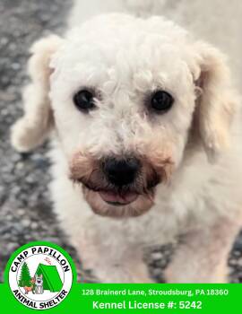 Bichon Frise Dogs Available for Adoption in Stroudsburg, Pennsylvania - Rhonda | PetCurious