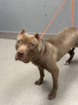 MACADAMIA -  Pit Bull Terrier Dog for Adoption in Las Vegas, Nevada - MACADAMIA | PetCurious