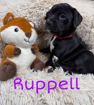 Labrador Retriever Dogs Available for Adoption in Newport, Kentucky - Ruppell | PetCurious
