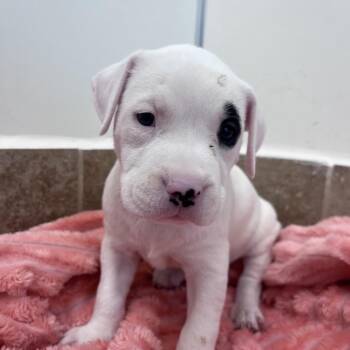 Cheer Bear -  Boxer and Mixed Breed Dog for Adoption in Kanab, Utah - Cheer Bear | PetCurious