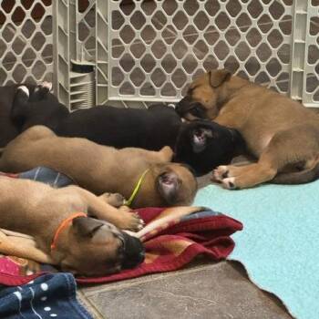 Maya -  American Staffordshire Terrier Dog for Adoption in San Antonio, Texas - Maya | PetCurious