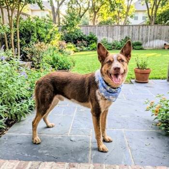Australian Cattle Dog Blue Heeler Dogs Available for Adoption in Houston, Texas - Aggie Is Awesome | PetCurious