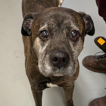 Caden -  Mixed Breed Dog for Adoption in Asheville, North Carolina - Caden | PetCurious