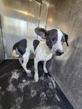 ZIGGY -  Terrier Dog for Adoption in San Antonio, Texas - ZIGGY | PetCurious