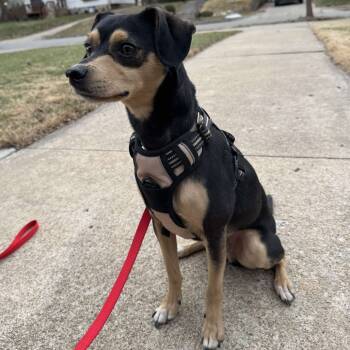 Rescue Chihuahua Dogs for Adoption in Kansas City, Missouri - Dexter | PetCurious