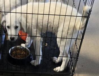 Great Pyrenees Dogs Available for Adoption in Plano, Texas - Julep A218064 | PetCurious