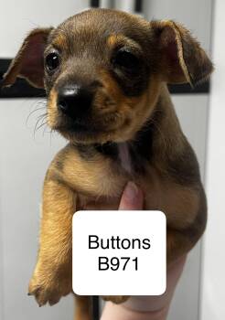 Shih Tzu and Terrier Dogs Available for Adoption in Morganton, North Carolina - Buttons | PetCurious