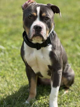 Rescue Pit Bull Terrier Dogs for Adoption in Germantown, Ohio - Bubba "Tank" Blue | PetCurious