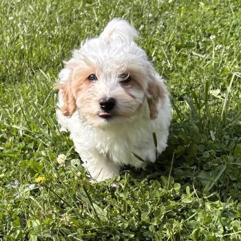 Miniature Poodle Dogs Available for Adoption in Cincinnati, Ohio - Hey | PetCurious
