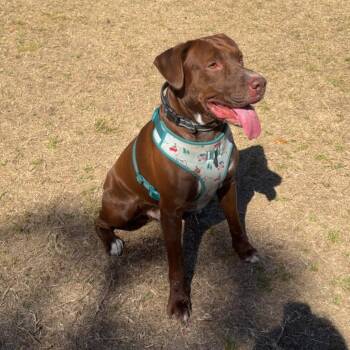 Chocolate Labrador Retriever and Mixed Breed Dogs Available for Adoption - Coco | PetCurious