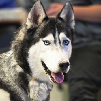 Lobo -  Husky Dog for Adoption in Las Vegas, Nevada - Lobo | PetCurious